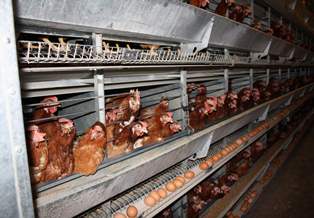 O fabrikaya koku gideren sistem kurulacak