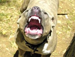 Pitbull, hamile eşini paramaparça etti