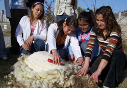 Ojeli parmaklar koyun kırkımında