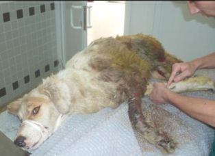 Sokak köpeği, magandaların hedef tahtası