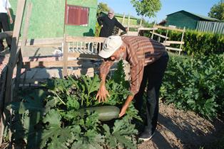 Karatay hobi bahçelerinde hasat bereketi