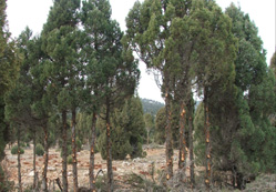 Ardıç ağaçları budanıyor