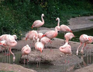 Flamingolar kuluçka rekoru kırdı