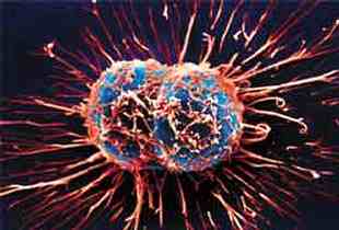 Hangi hayvan kanseri teşhis ediyor?