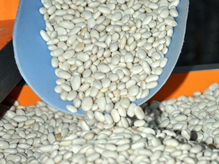 Kuru fasulyenin merkezinden kötü haber