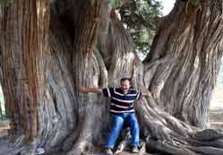 2 bin yıllık ağaç turist bekliyor