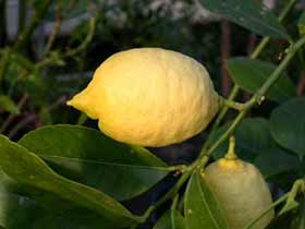 Kanser tedavisinde limonun rolü