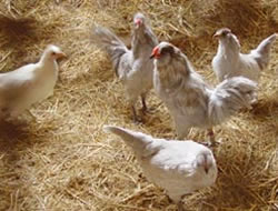 Kuş gribi geri mi geliyor?