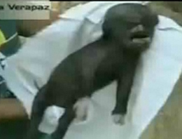 İnsan başlı domuz dünyanın dilinde