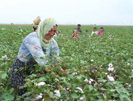 Pamukta "rekor üretim" beklentisi