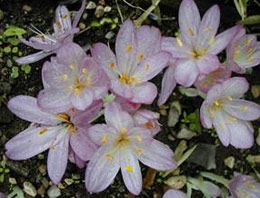 Kansere muhteşem bitkisel çözüm