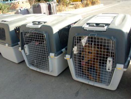 'Kirpi'lere bu köpekler eşlik edecek