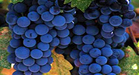 Salkımı 25 liraya üzüm