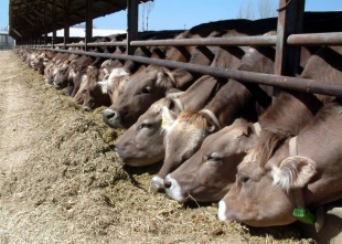 Belgesiz kurbanlıklara geçit yok