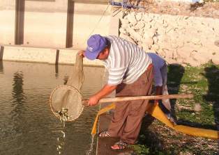 Suğla Gölü'ne 290 bin yavru sazan bırakıldı