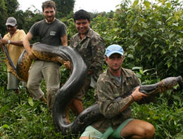 Bu anakonda tam 100 kilo