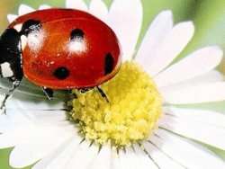 Uğur böceğinin sırrı çözüldü