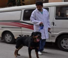 "Oskar" artık rahat yürüyecek