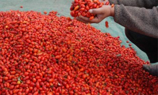 Vücudun direncini artırıyor