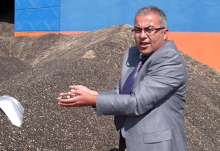 Yağlık ayçiçeği ekiminde artış