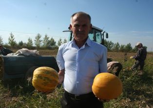 Çekirdeklik kabak üretimi hasadı başladı