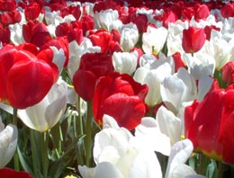 Hollanda'dan 150 yıl sonra gelen itiraf