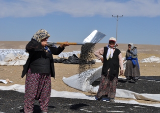 Cihanbeyli'de ''Sarı Altın'' hasadı başladı