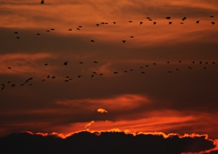 Pelikanlar İvriz'de mola verdi