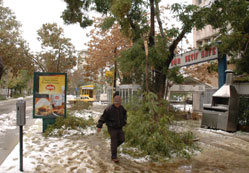 Ağaçlar karı taşıyamadı