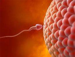 Eyvah! Dünya giderek kısırlaşıyor