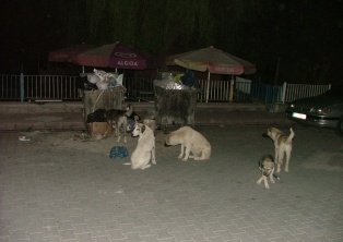 Sokak köpekleri tehlike saçıyor