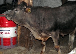 Boğa, sahibini öldürdü