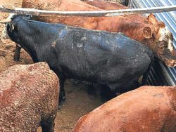 Angus yerine limuzin