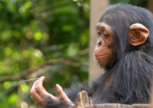 Ölüleri için yas tutan hayvanlar