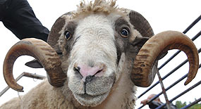 Kurbanlık seçiminde püf noktalar