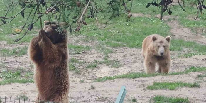 Barınaktan ayı kaçtı, ekipler alarmda