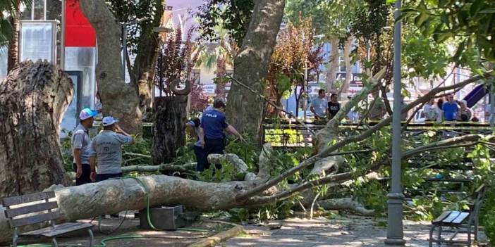 Anıt çınarın dalı üç kişinin üzerine devrildi: Olay anı kamerada
