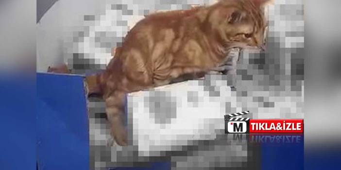 Zincir markette kedi krizi: Un paketlerinin üzerine tuvaletini yaptı