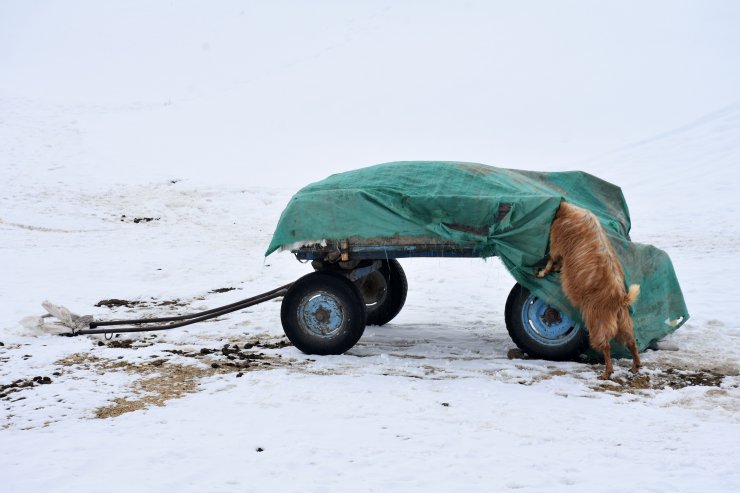 Besiciler hayvanları için kar üstünde kızak ve eşek arabasıyla yem taşıyor