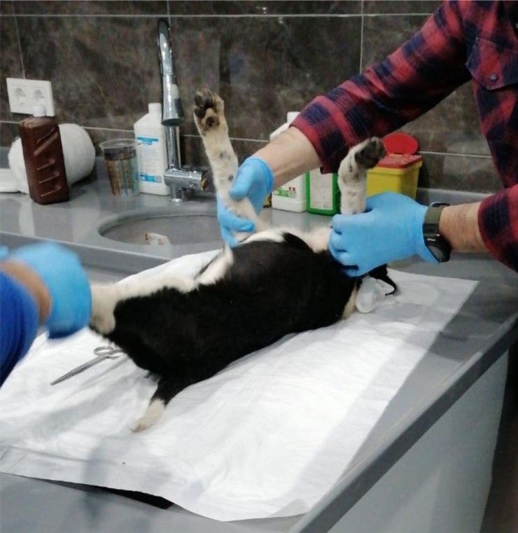 Aracın çarptığı köpeğe sahip çıktı, sürücüyü bulup tedavi masrafını ödetti