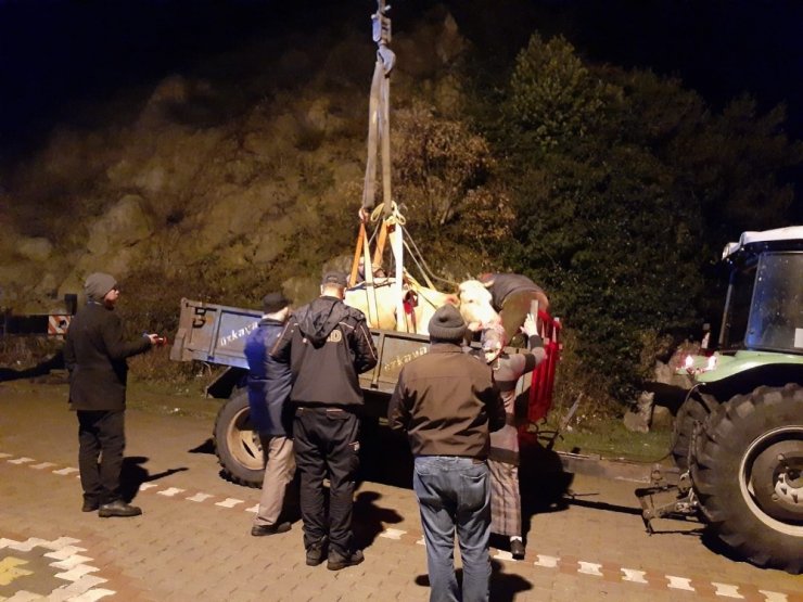Uçurumda ağaca asılı kalan inek kurtarıldı