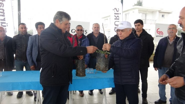 Aydınlı çiftçilere 2 bin 700 incir fidanı