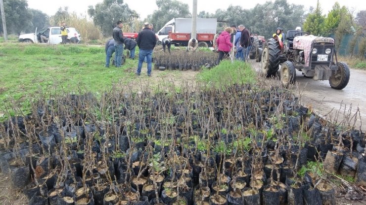 Aydınlı çiftçilere 2 bin 700 incir fidanı