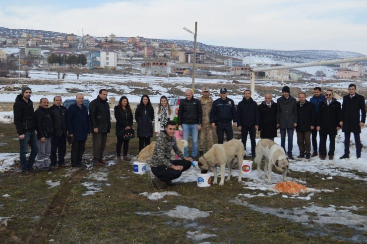 Gölova'da sokak hayvanlarının aç kalmaması için proje başlatıldı