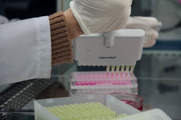 "Sığırların viral diyaresi" hastalığına karşı yerli aşı geliştiriliyor