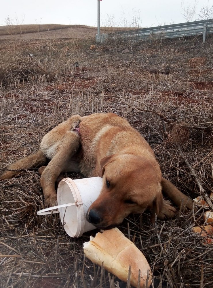 Yaralı köpeğe Kırıkkale Belediyesi sahip çıktı