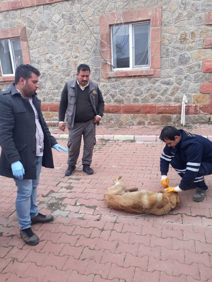 Yaralı köpeğe Kırıkkale Belediyesi sahip çıktı