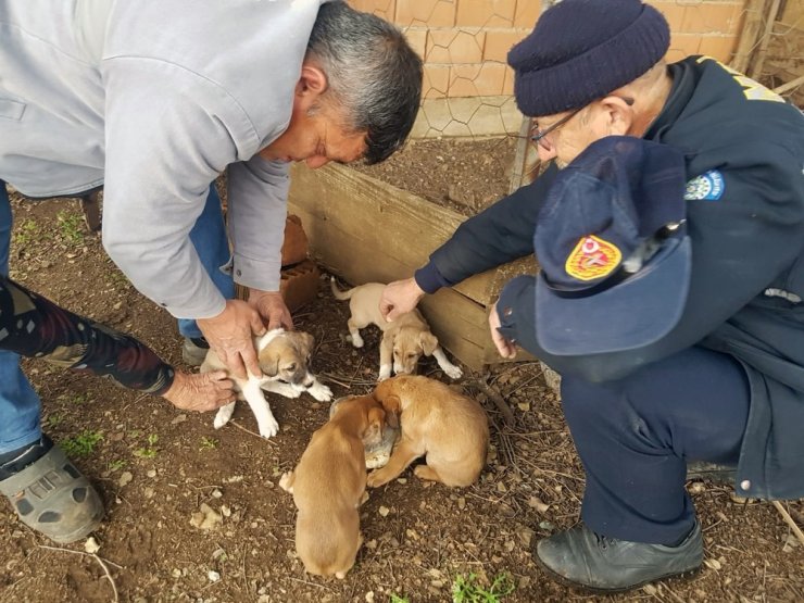 Yavru köpekler itfaiyenin yardımıyla kurtarıldı