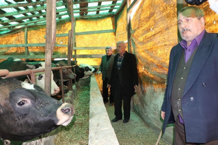 Samsun’da büyükbaş hayvan dolandırıcılığı iddiası: ’220 bin TL’lik vurgun’