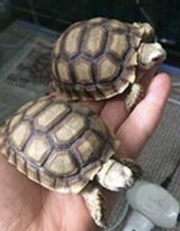 Sosyal medyadan satılmaya çalışılan timsah yiyen kaplumbağalara el konuldu
